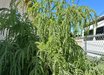 Acacia