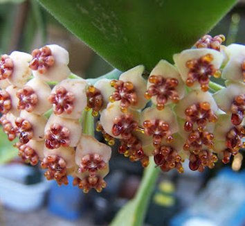 Photo of Hoya kerrii flower by Kara Nursery
