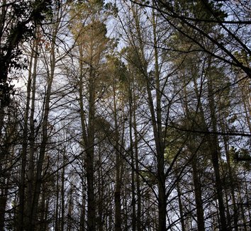 Photo of Pinus radiata form by Fir0002/Flagstaffotos
