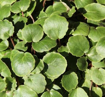 Photo of Saxifraga stolonifera 'Veitchiana' foliage by Cistus Nursery