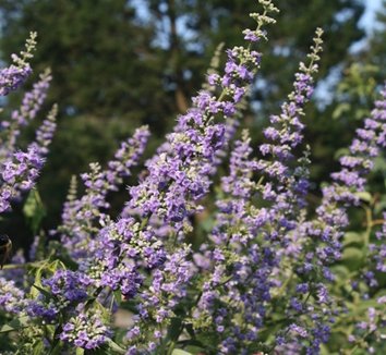 Photo of Vitex agnus-castus 'Sensation' flower by Almost Eden