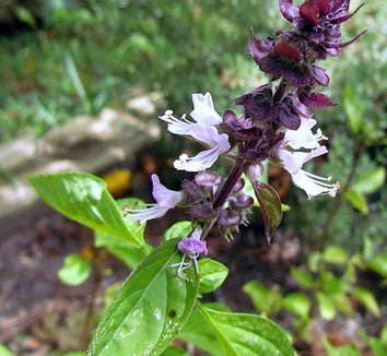 Photo of Cinnamon Basil flower, foliage, form by bobistraveling