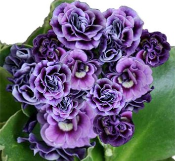 Photo of Primula auricula 'Reni' flowers by Phoenix Perennials and Specialty Plants Ltd.