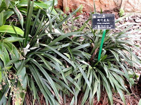 Liriope platyphylla | Wide-leaf Monkey Grass | plant lust