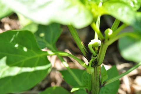 Alma Paprika Pepper | plant lust