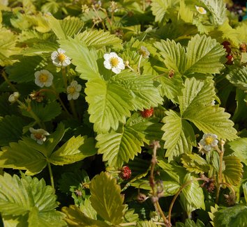 Photo of Golden Alexandria Wild Strawberry flower, foliage, fruit by Far Out Flora