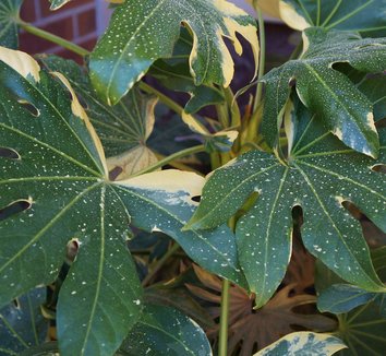 Photo of Fatsia japonica 'Variegata' foliage by Karl Gercens III