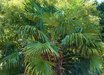 Trachycarpus