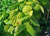 Dioscorea