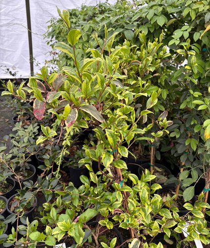 Photo of Kadsura japonica 'Chirifu' foliage by plant lust