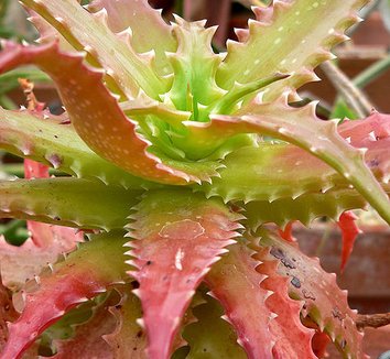 Photo of Aloe dorotheae foliage by Stan Shebs
