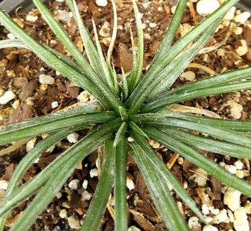 Photo of Dyckia choristaminea foliage by Paradise Found Nursery