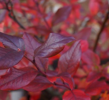 Photo of Patriot Highbush Blueberry foliage by Karl Gercens III