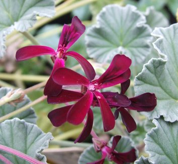 Photo of Pelargonium sidoides flower by Dancing Oaks Nursery