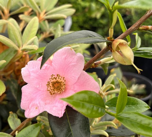 Photo of Rhododendron 'King Bee' flower by plant lust