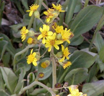 Photo of Senecio wootonii close-up, flower, foliage by Stan Shebs