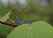 Cercidiphyllum
