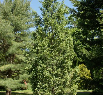 Photo of Pseudotsuga menziesii 'Fastigiata' form by Karl Gercens III