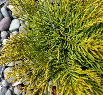 Photo of Hebe ochracea 'James Stirling' foliage by Danger Garden