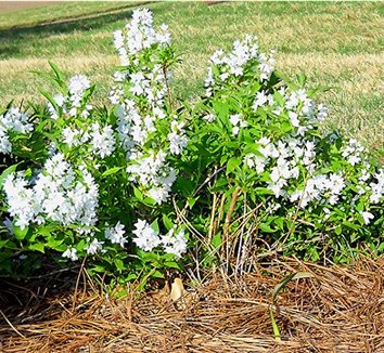 Photo of Deutzia gracilis flower by Fantastic Plants