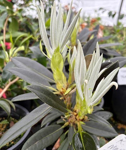 Photo of Rhododendron makinoi x pachysanthum folaige by plant lust
