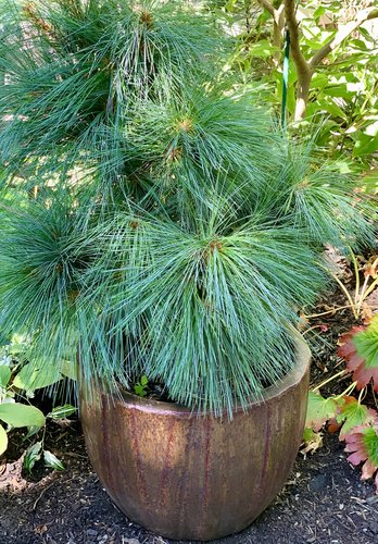 Photo of Pinus x schwerinii 'Wiethorst' by plant lust