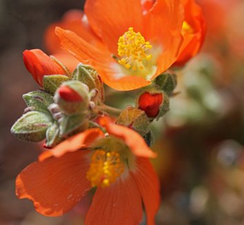 Photo of Sphaeralcea grossulariifolia flower by Annie's Annuals & Perennials