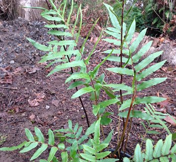 Photo of Blechnum wattsii foliage, form by Sebright Gardens