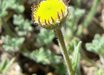 Erigeron