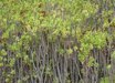 Crassula