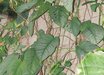 Monstera
