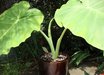 Colocasia