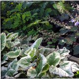Brunnera macrophylla 'Dawson's White' | Brunnera macrophylla 'Variegata ...