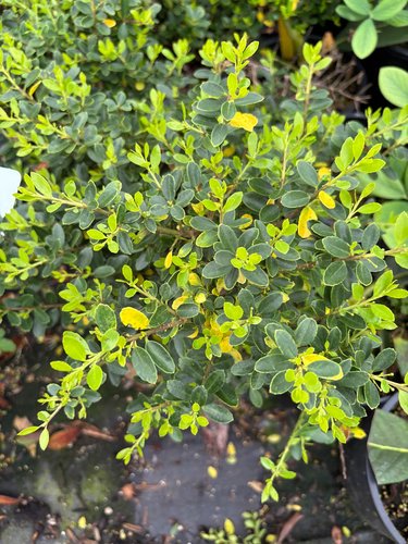 Photo of Ilex crenata 'Lemon Gem' foliage by plant lust