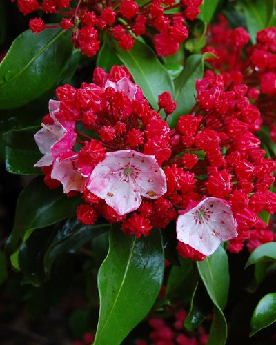 Kalmia latifolia 'Firecracker' | Firecracker Mountain Laurel