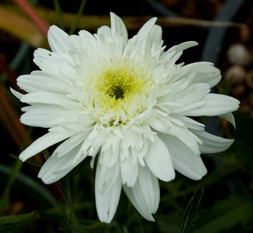ARABIA エステリ \"Chrysanthemum leucanthemum\" ARABIA エステリ 