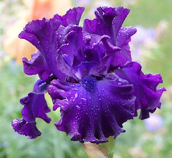 Photo of Iris 'Berry Fulfilling' flowers by Phoenix Perennials and Specialty Plants Ltd.