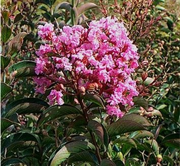Photo of Lagerstroemia 'Sioux' flower, foliage by Fantastic Plants