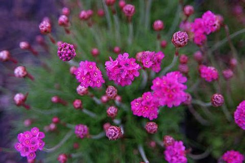 Splendens Armeria maritima 'Splendens' | Splendens Thrift | plant lust