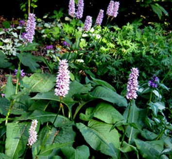 Polygonum from multiple nurseries on Plant Lust