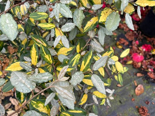 Photo of Elaeagnus pungens 'Maculata' foliage by plant lust