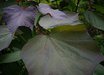 Catalpa
