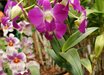 Dendrobium