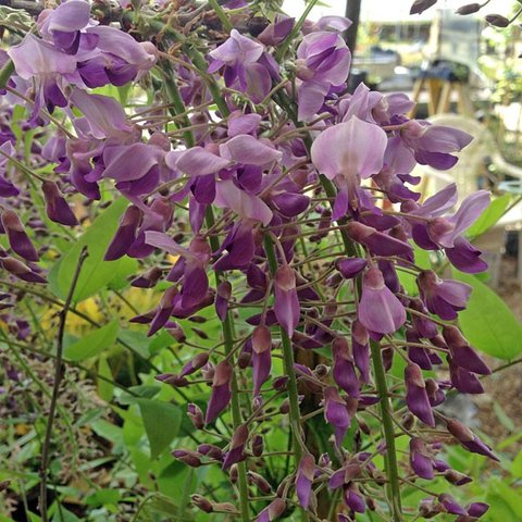 Wisteria floribunda 'Kokuryu'