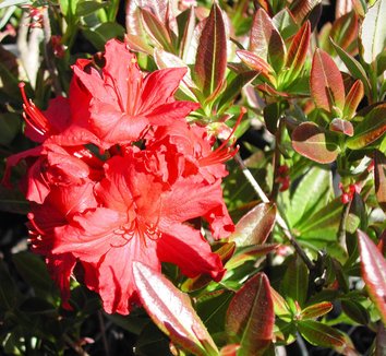 Photo of Arneson Flame Azalea flower, foliage by Briggs Plant Propagators