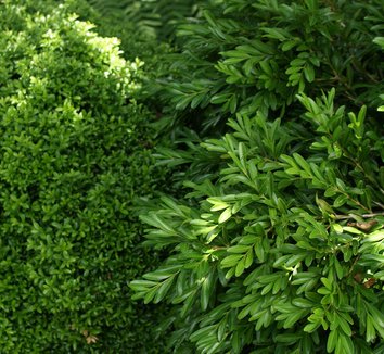 Photo of Buxus harlandii foliage by Karl Gercens III