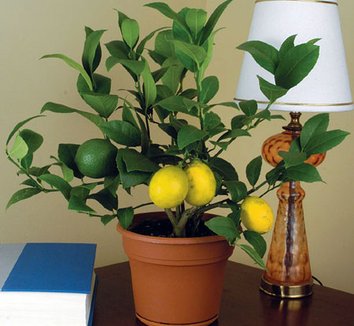 Photo of Meyer Lemon foliage, form, fruit by Logee's Plants for Home & Garden