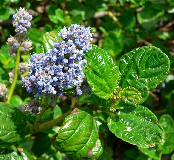 Photo of Ceanothus griseus var. horizontalis flower, foliage by Stan Shebs