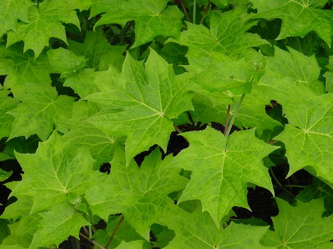 Kirengeshoma palmata | Yellow Wax Bells | plant lust