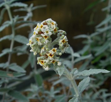 Photo of Buddleja Silver Anniversary PP17332 flower by Karl Gercens III